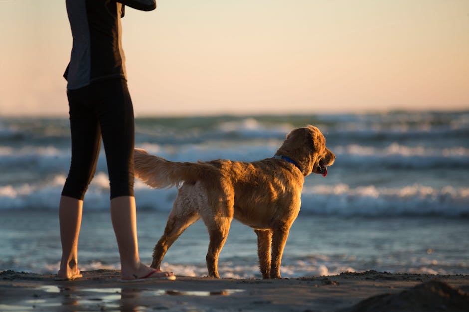 animal, beach, clouds