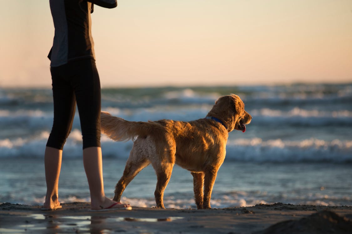 Free Person Standing Beside Dog in Shorline Stock Photo