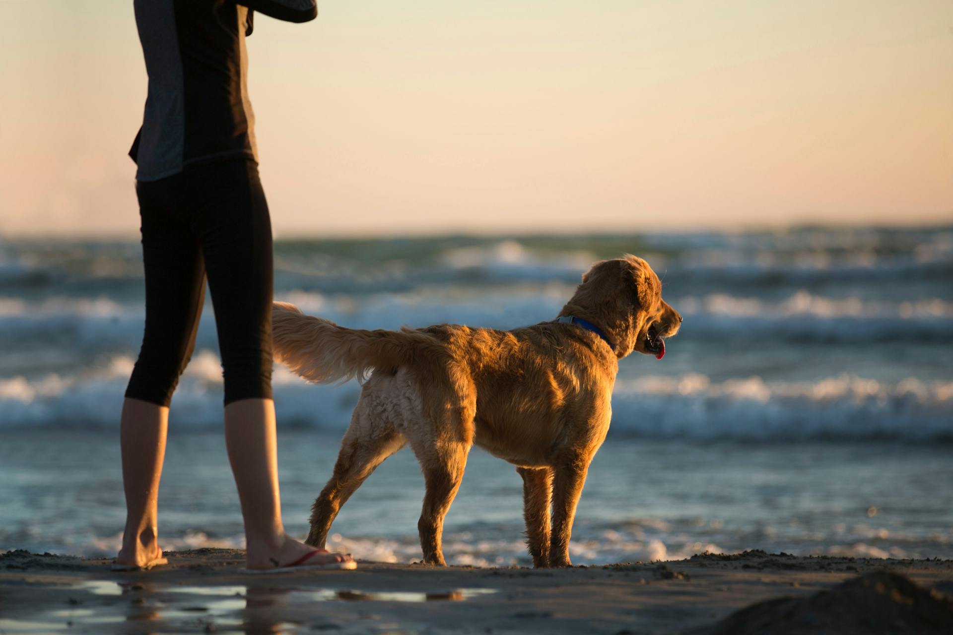 Person Standing Beside Dog in Shorline