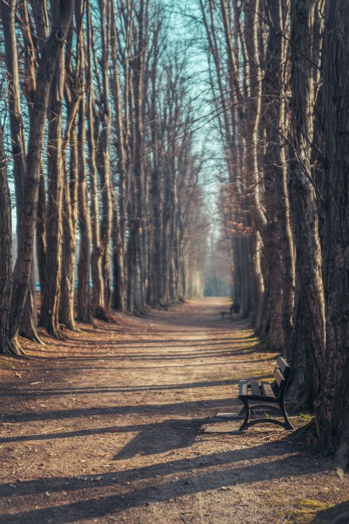 Free Peaceful tree-lined pathway with a bench, capturing the tranquil beauty of Wiśniowa, Poland. Stock Photo