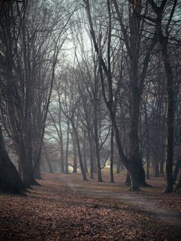 Serene winter scene of a forest pathway in Wiśniowa, Poland, with bare trees and a soft morning light.