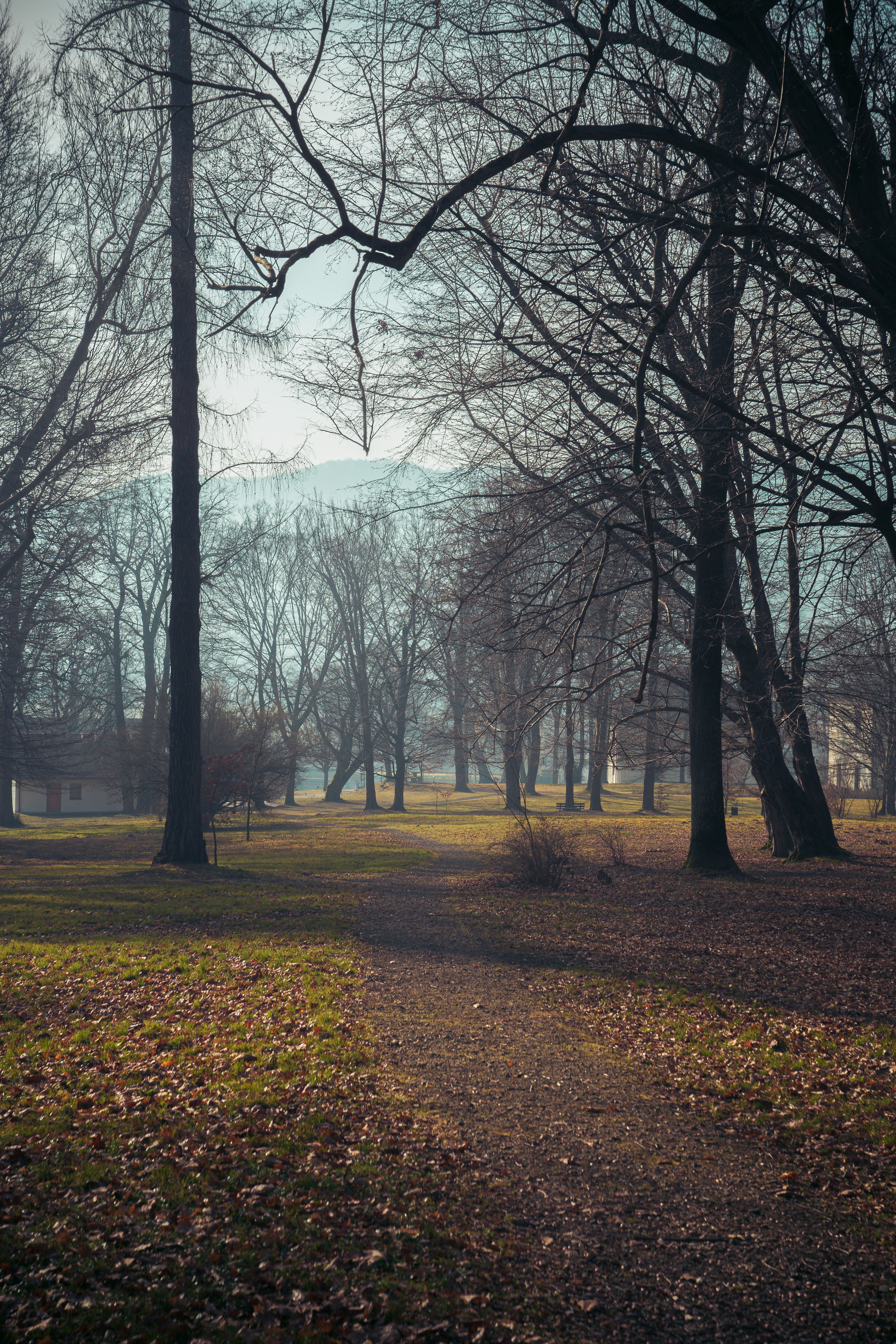 Serene Forest Path in Early Spring, Wiśniowa · Free Stock Photo
