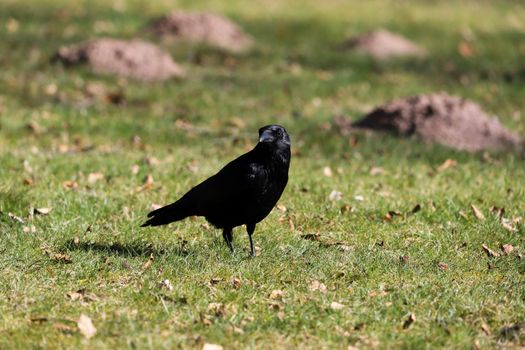 crow photo