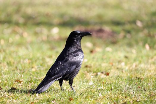 black crow glossy feathers