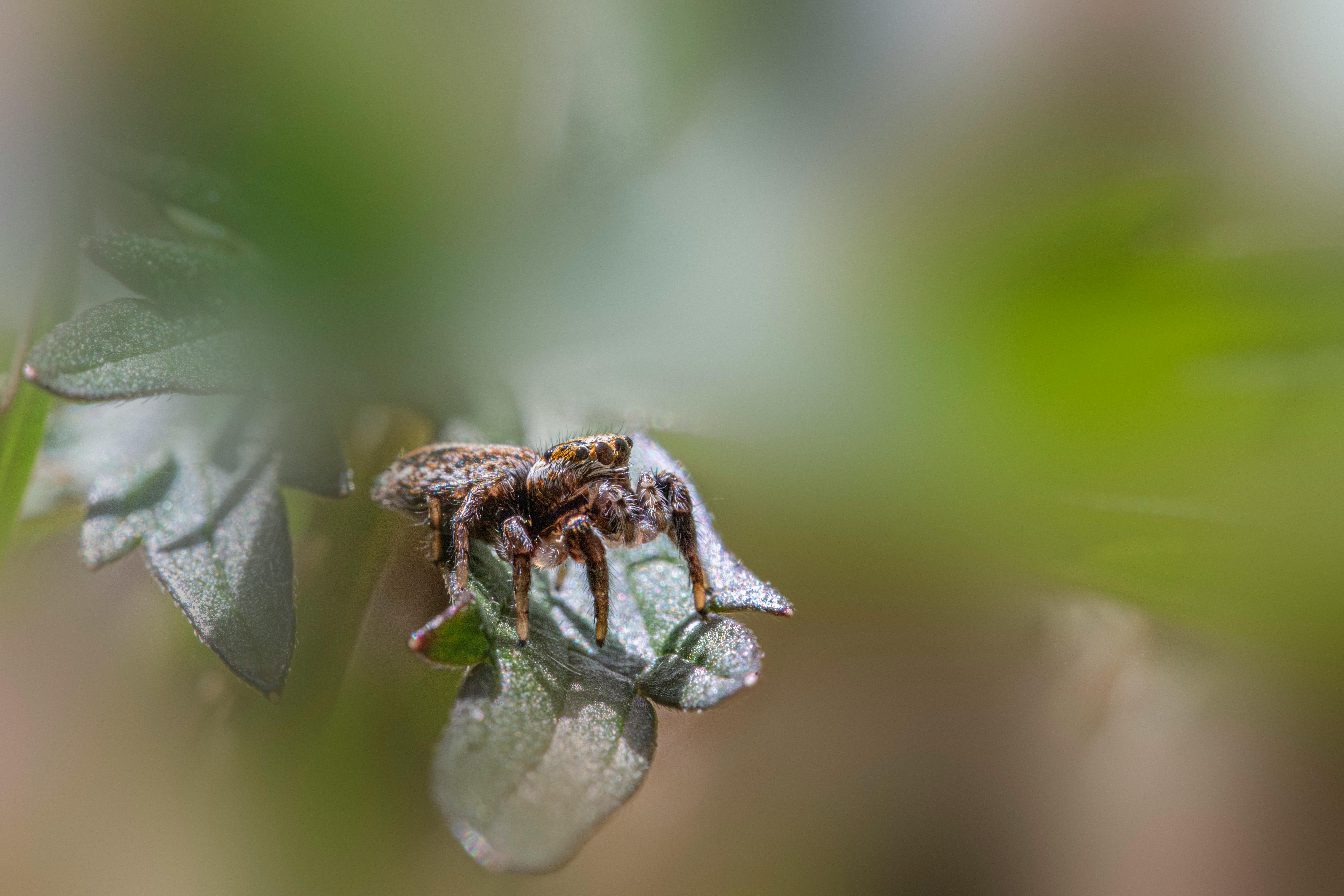 macro shot of jumping spider on a leaf