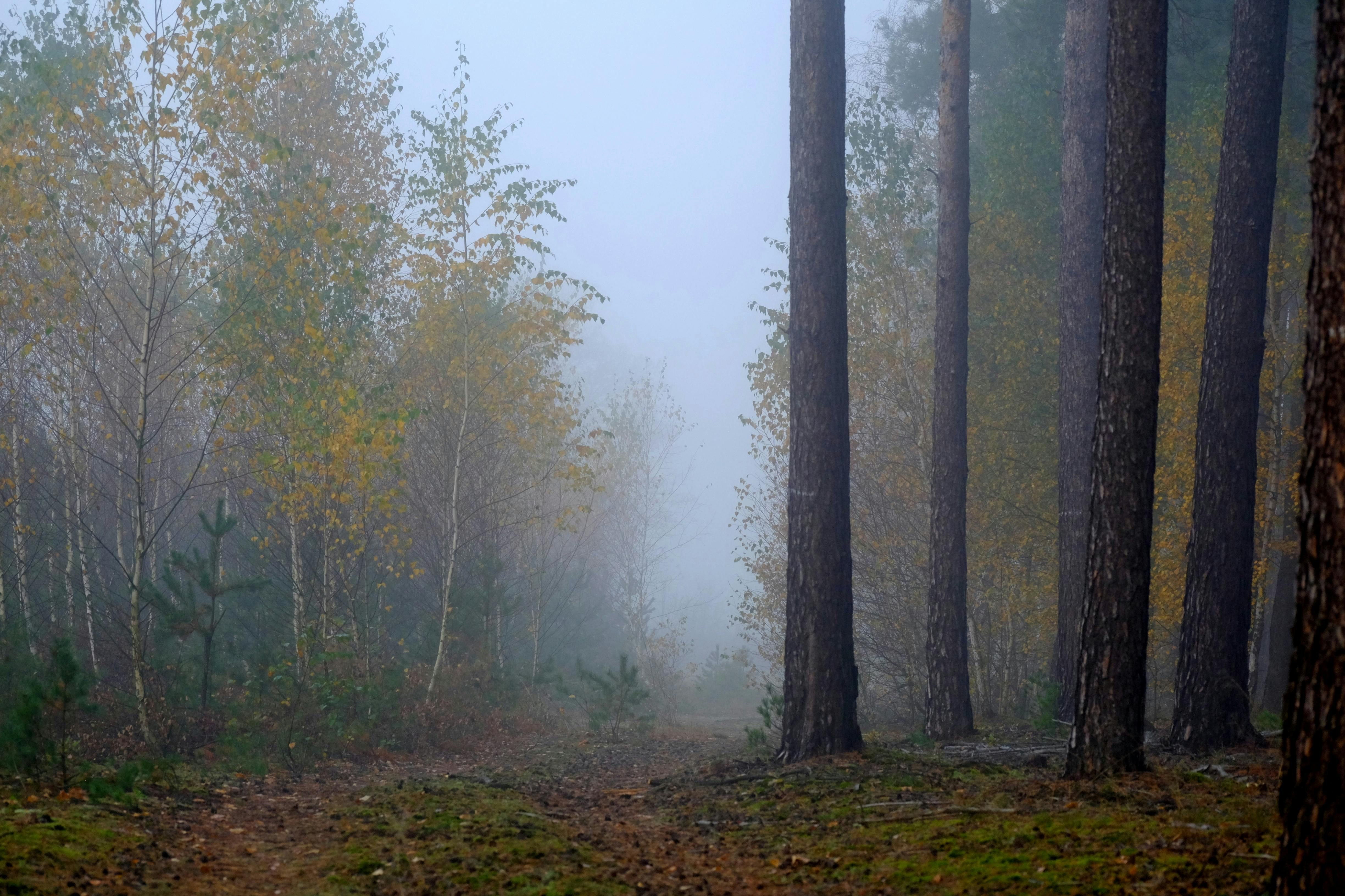 Misty Forest in Autumn with Tall Trees · Free Stock Photo
