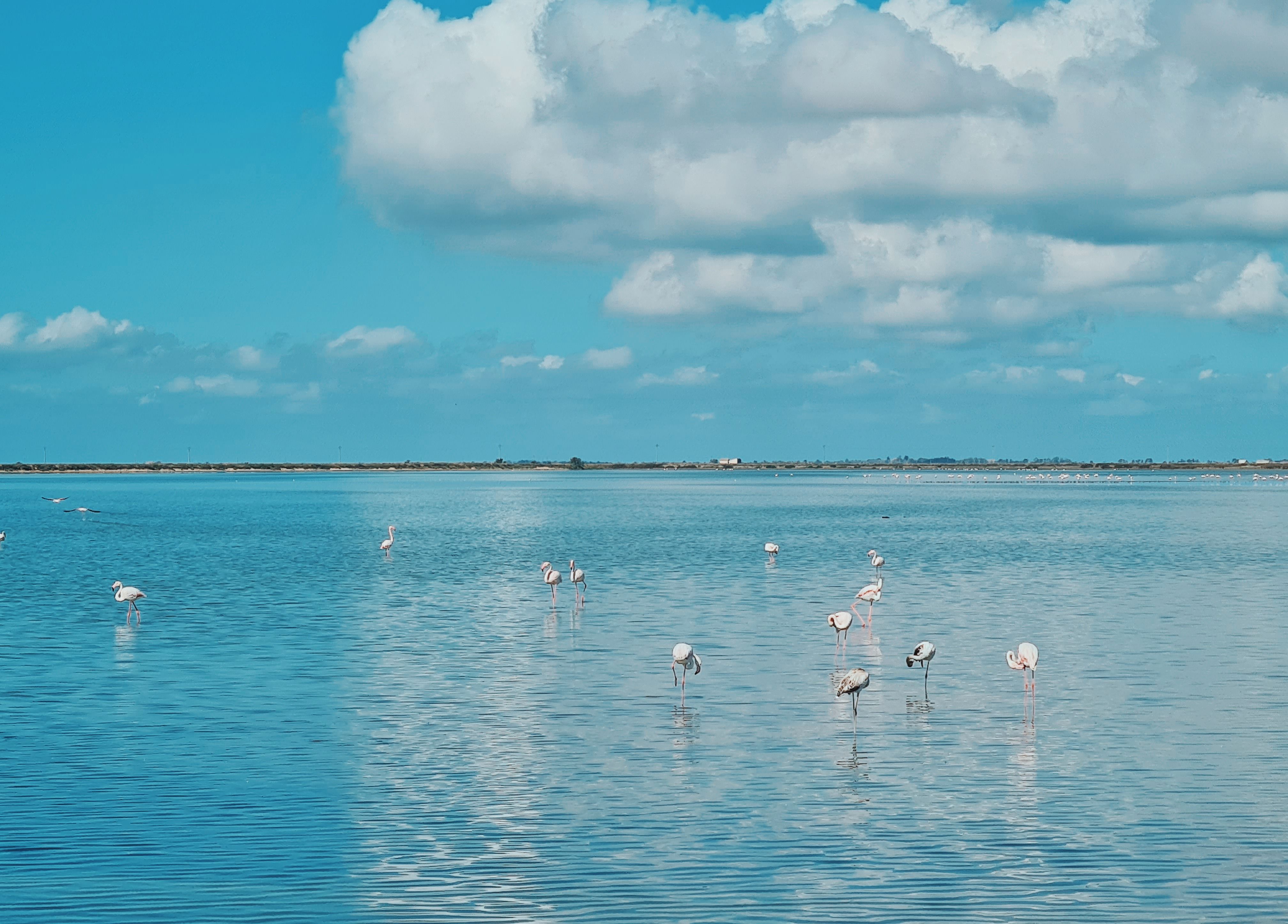Parco Naturale Molentargius-Saline