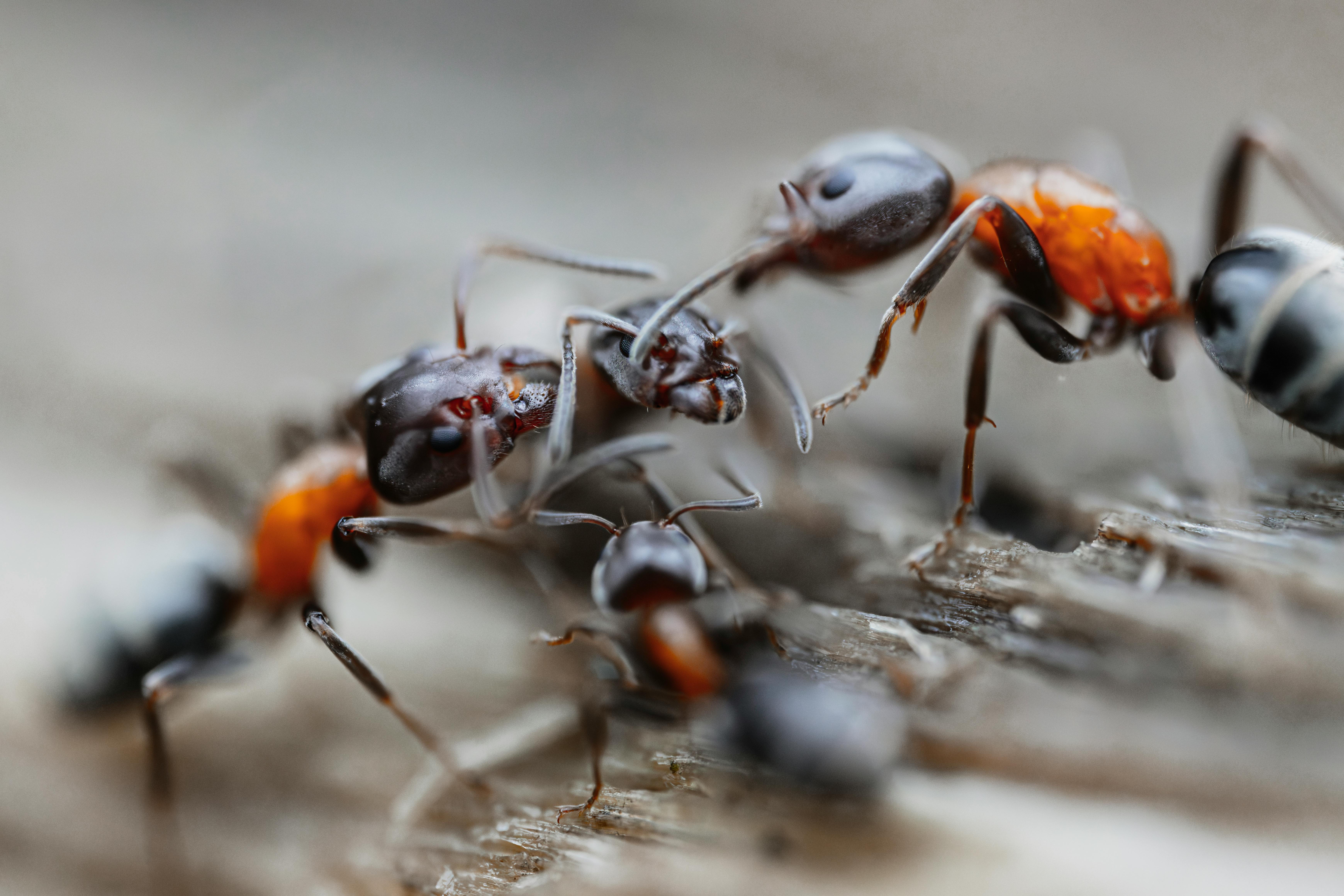 Carpenter Ants Appearance - Carpenter Ant Pest Control