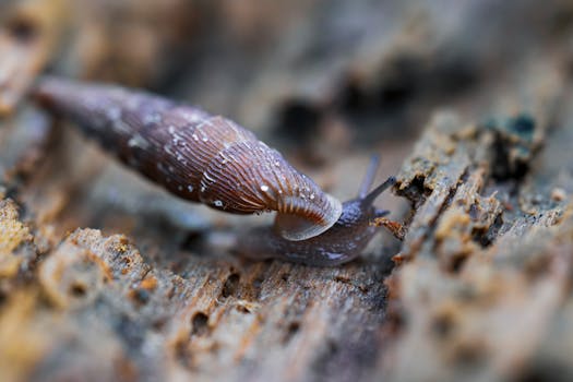 Detailed macro shot of a brown slug crawling on a wooden surface, showcasing textures.