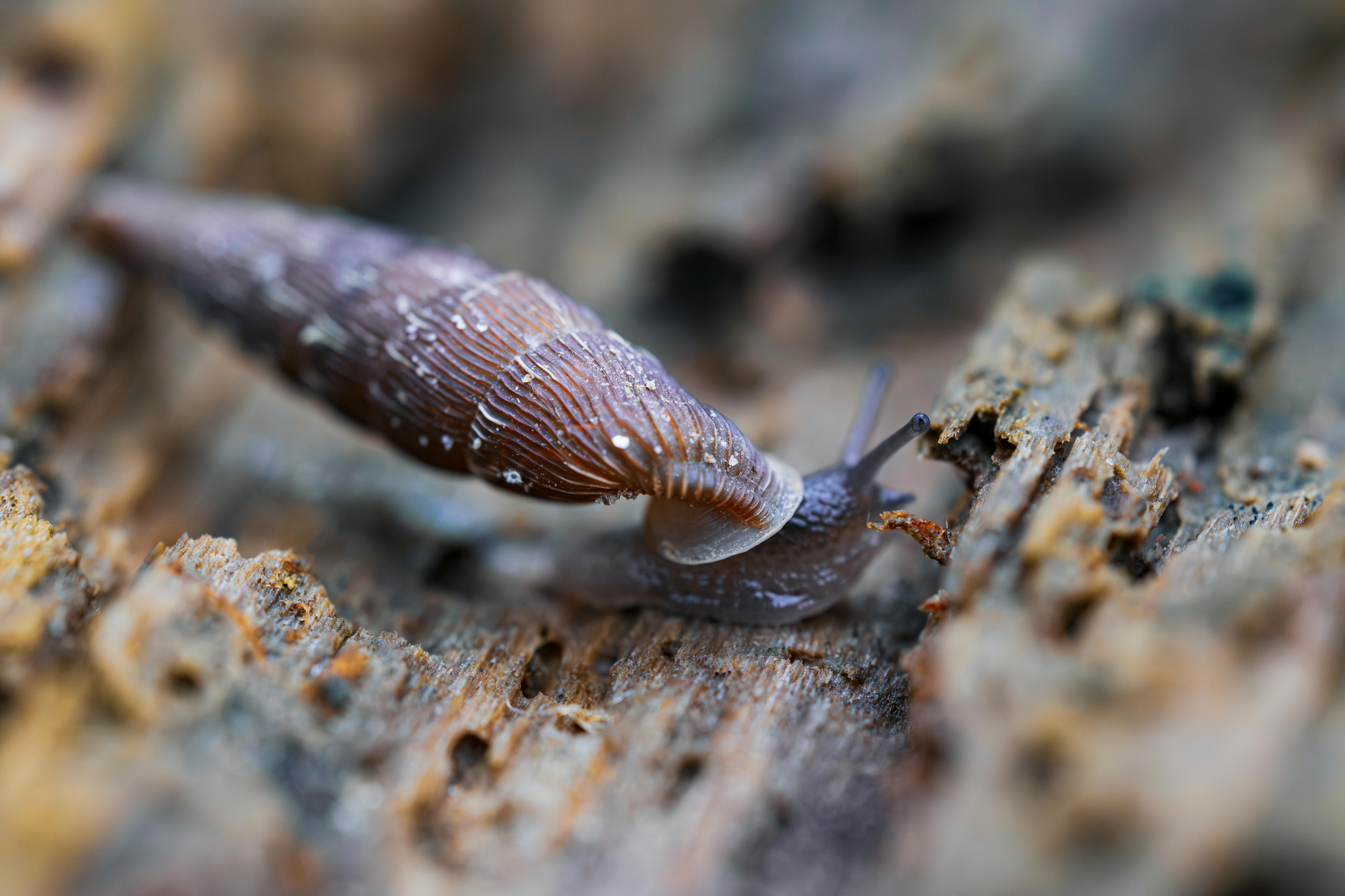 Close-up of a Brown Slug on Wood Surface · Free Stock Photo
