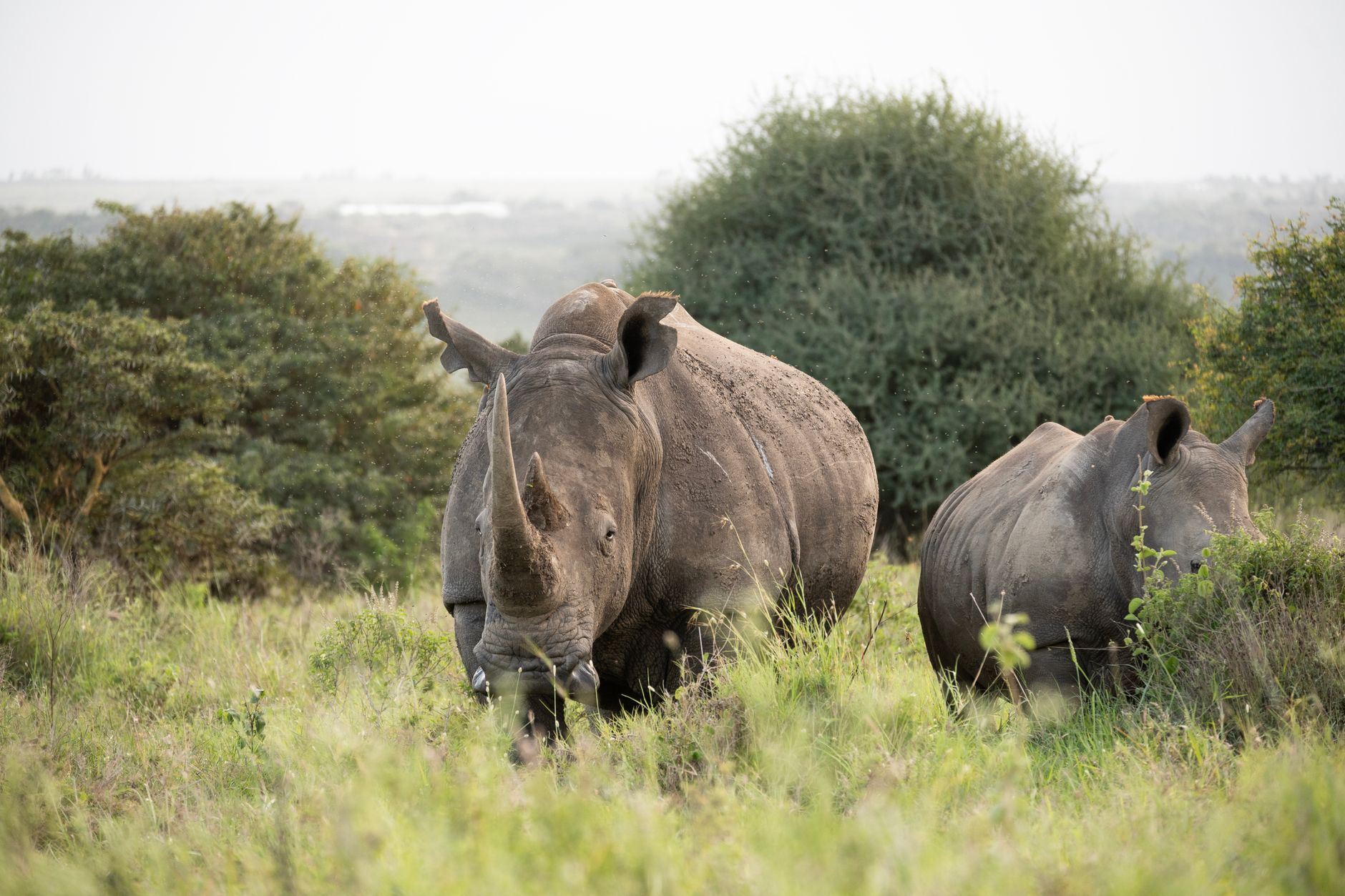 Two white rhinos strolling amidst lush greenery in the African savanna.