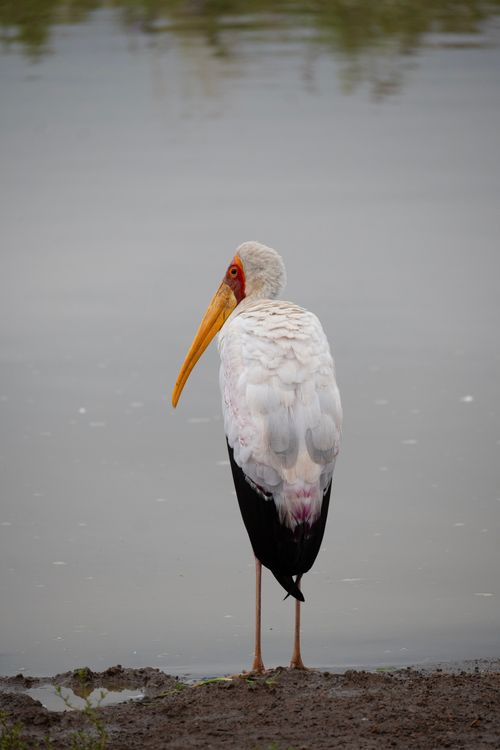 Free A solitary yellow-billed stork stands gracefully by the calm water's edge. Stock Photo