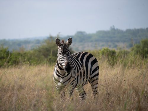 Free A zebra standing in the savannah, surrounded by tall grass under a clear sky. Stock Photo