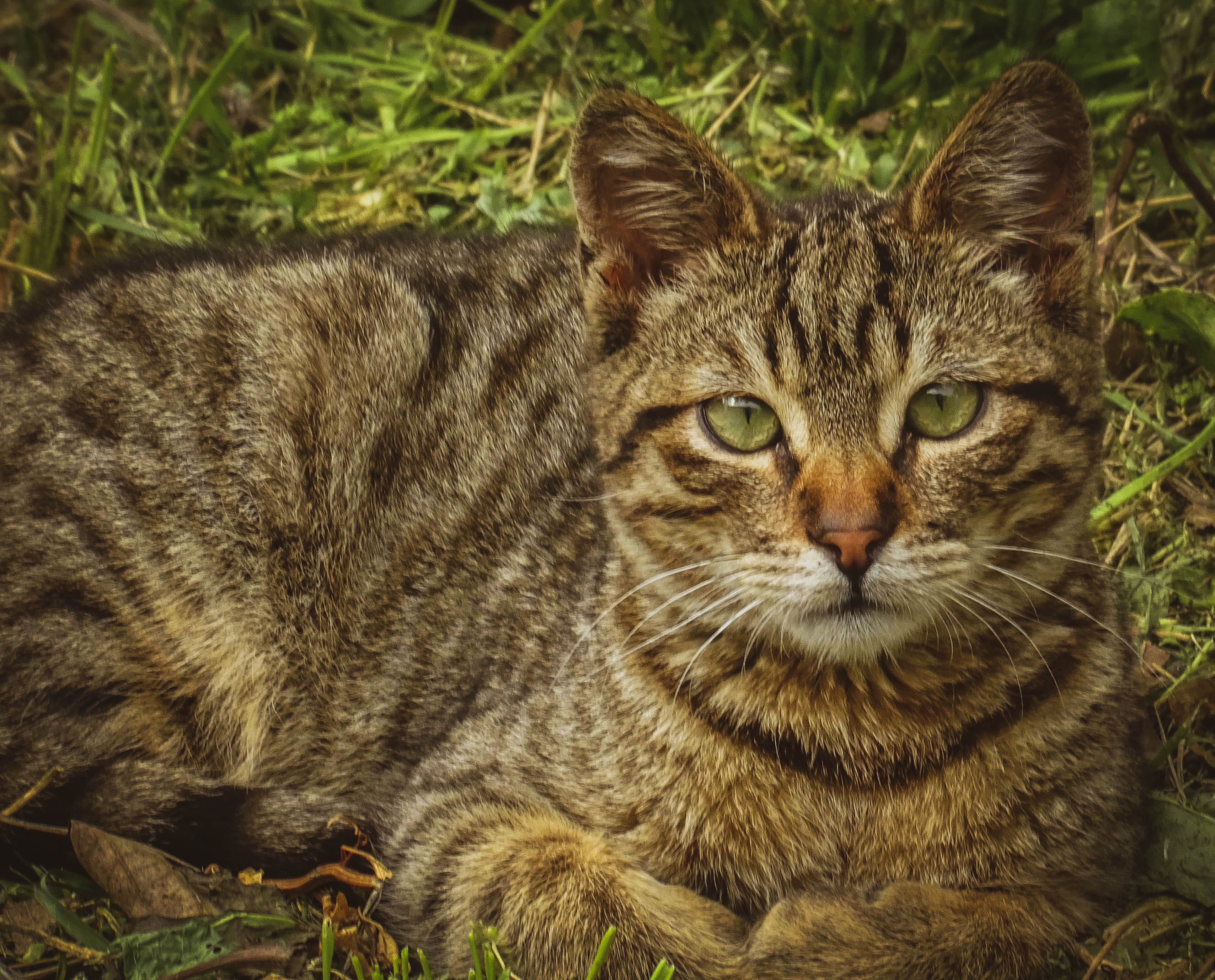 Close-up of a Resting Tabby Cat Outdoors · Free Stock Photo