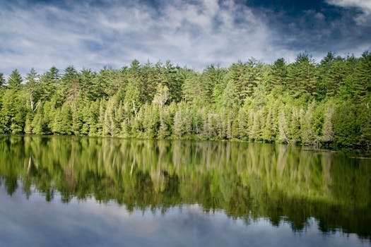 Tree on Forest · Free Stock Photo