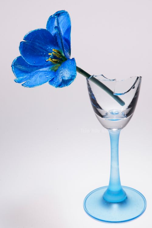 Free A vibrant blue flower elegantly placed in a broken glass vase. Stock Photo
