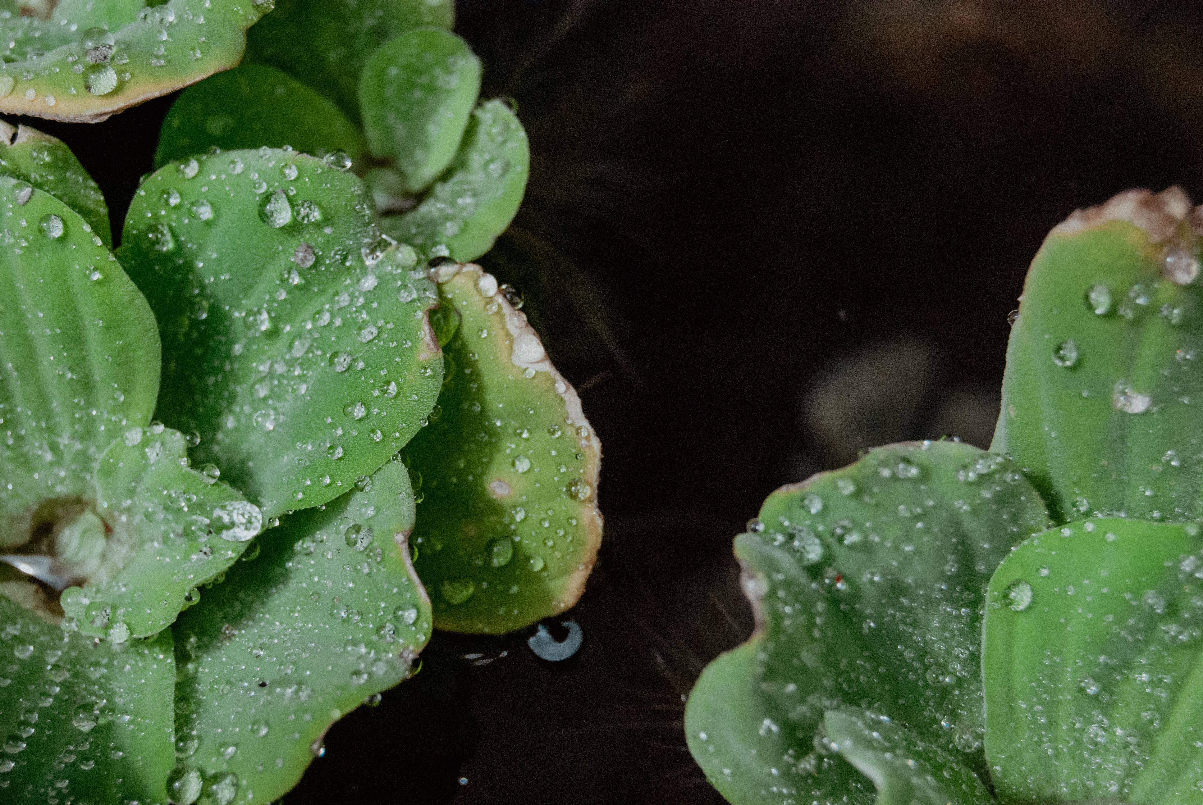 Lettuce Sales Drop as Cyclosporiasis Fears Impact US Diners