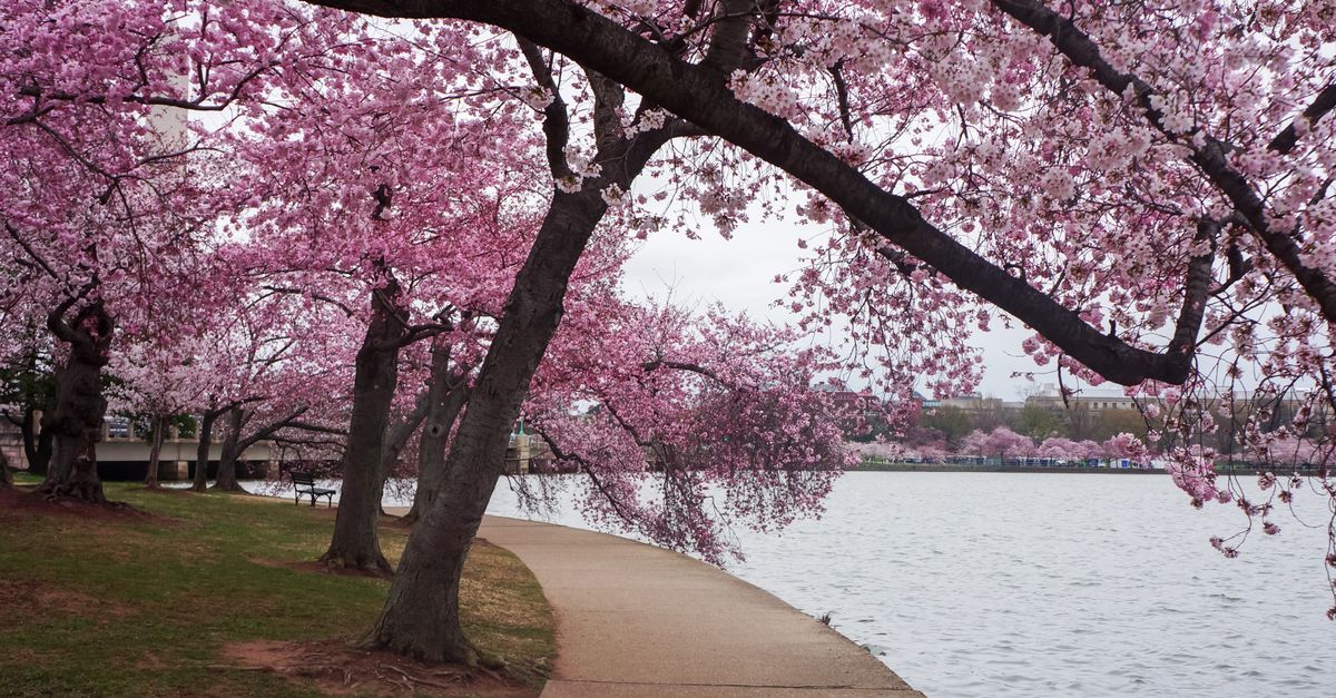 Cherry trees in full bloom along a waterfront path.