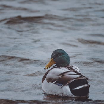 Mallard duck with vibrant plumage swims peacefully in a Scandinavian river.