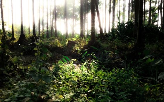 Sunlit forest in Pirojpur, Bangladesh, showcasing early morning light filtering through tall trees.