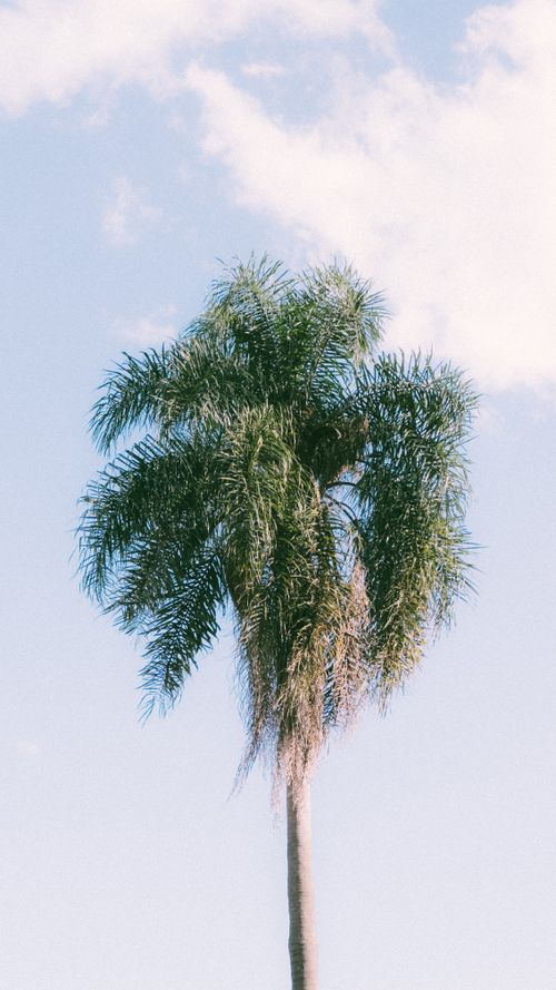 Free A tall palm tree stands majestically against a clear blue sky in Brazil. Stock Photo