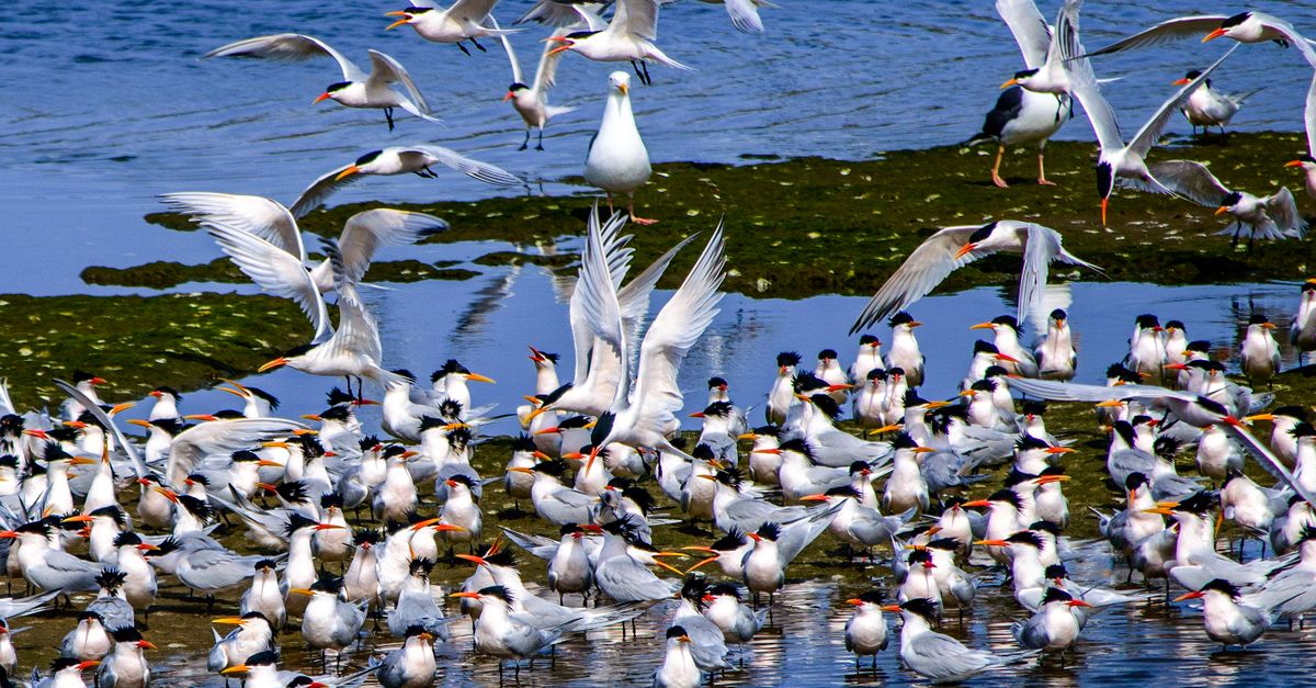 Rüyada Uçmayı Başaramamak - Rüya Tabiri ve Anlamı - Free stock photo of above water, aerial nature, bird flock