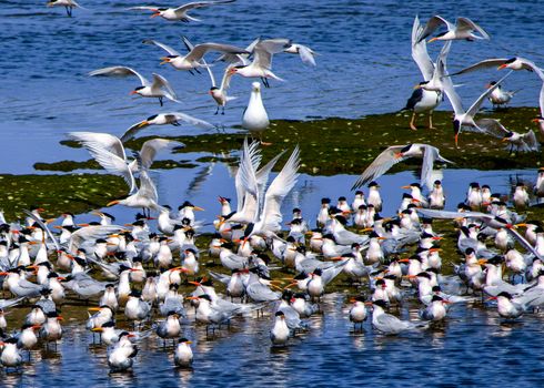 Free stock photo of above water, aerial nature, bird flock