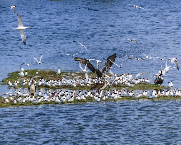 Kalametiya Bird Sanctuary, Sri Lanka: A Local Guide