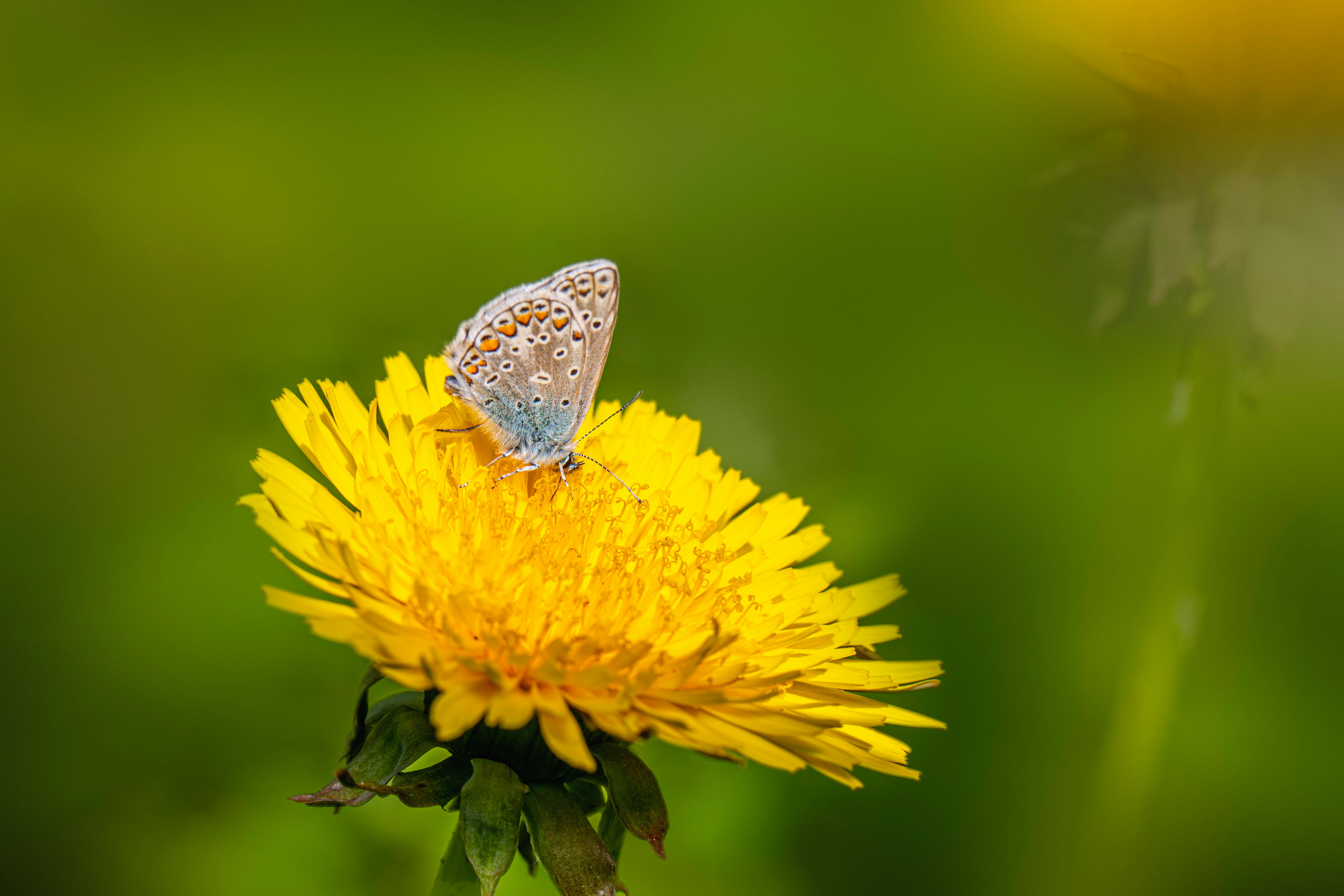 Close-up of a Common Blue butterfly resting on a bright yellow dandelion, showcasing nature's beauty.