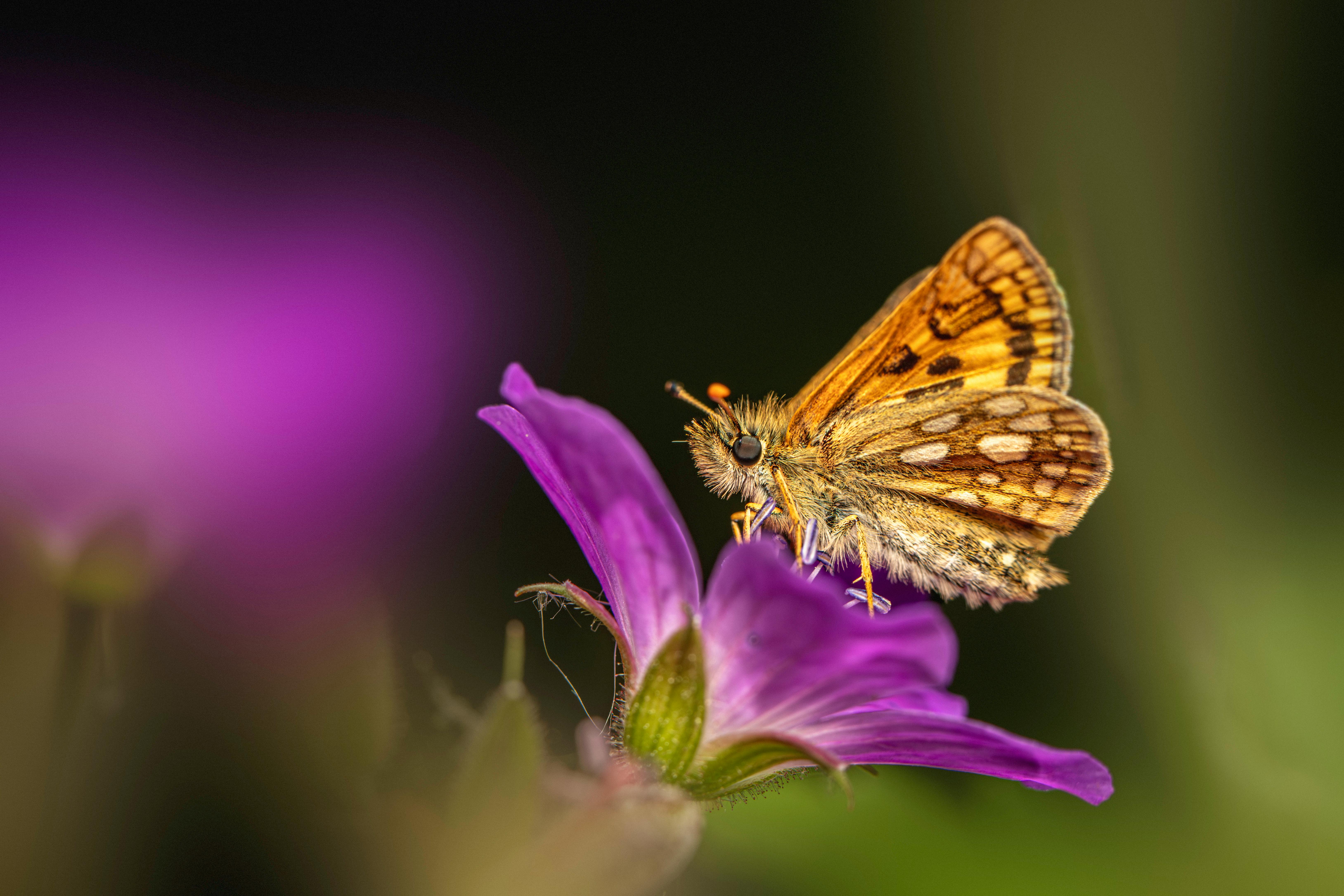 Macro shot of a Chequered Skipper butterfly on a vibrant purple flower in a summer garden.