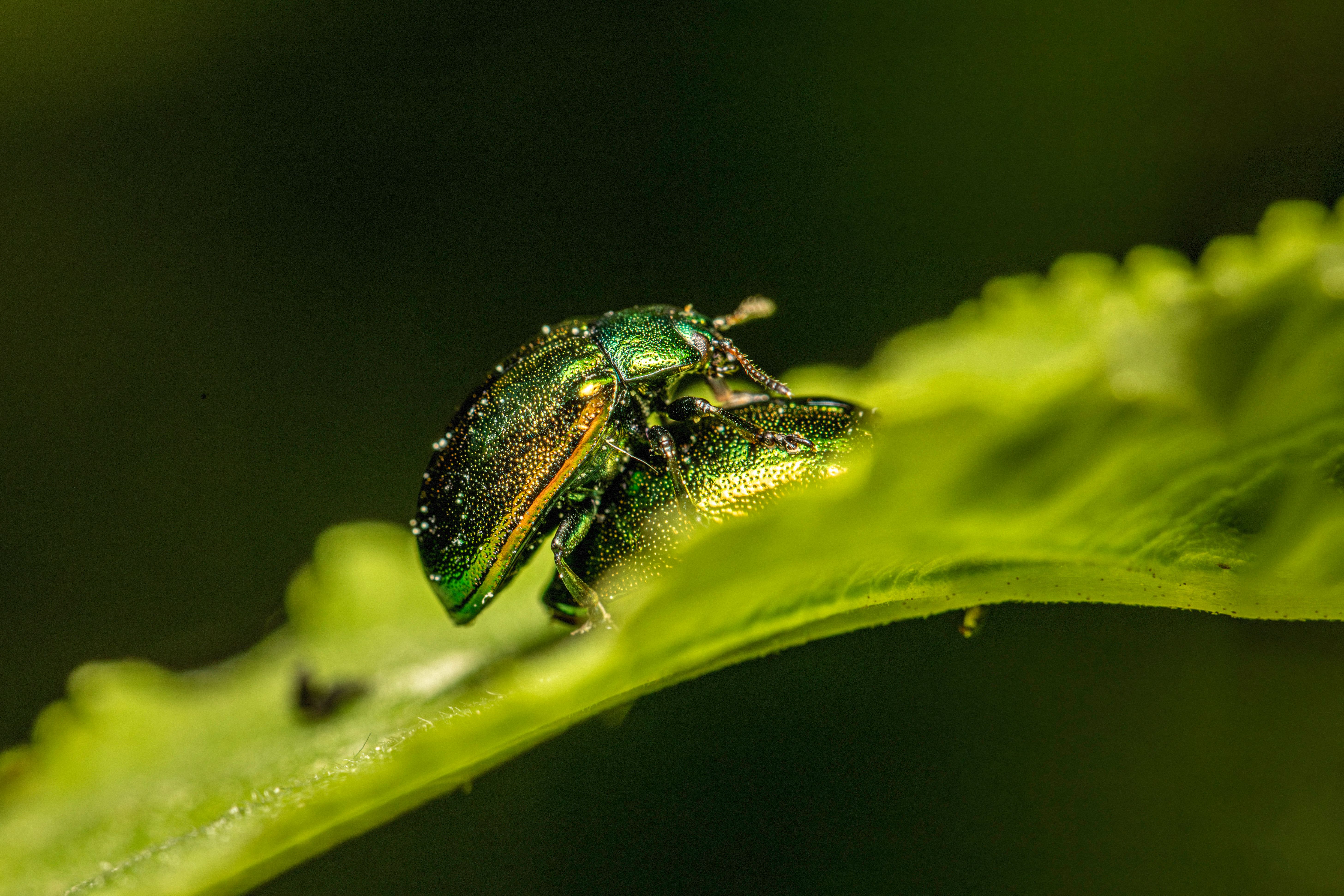 close-up-of-a-green-leaf-beetle-in-natural-habitat-free-stock-photo