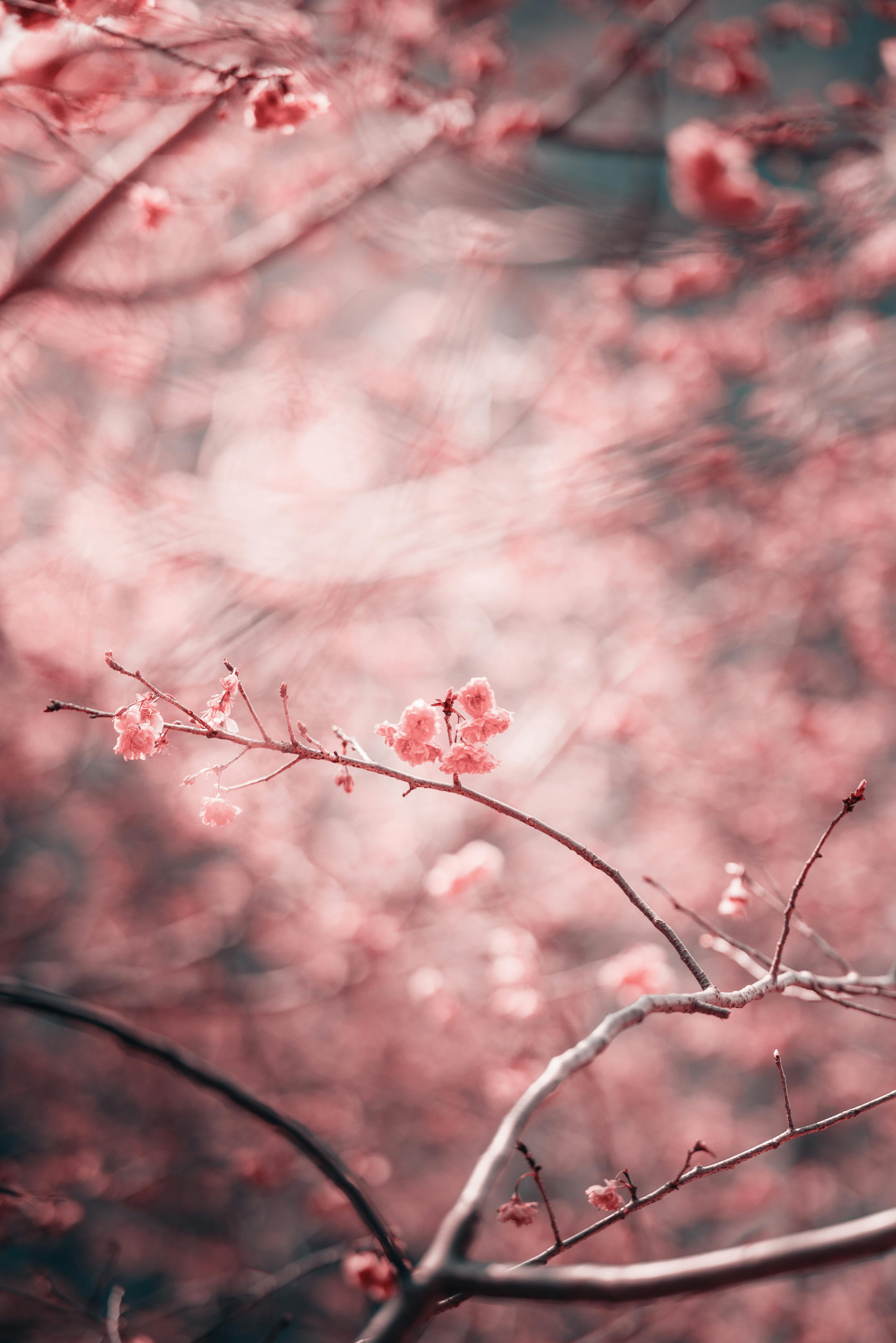 Dreamy and artistic blurred cherry blossom branches in soft pink tones.