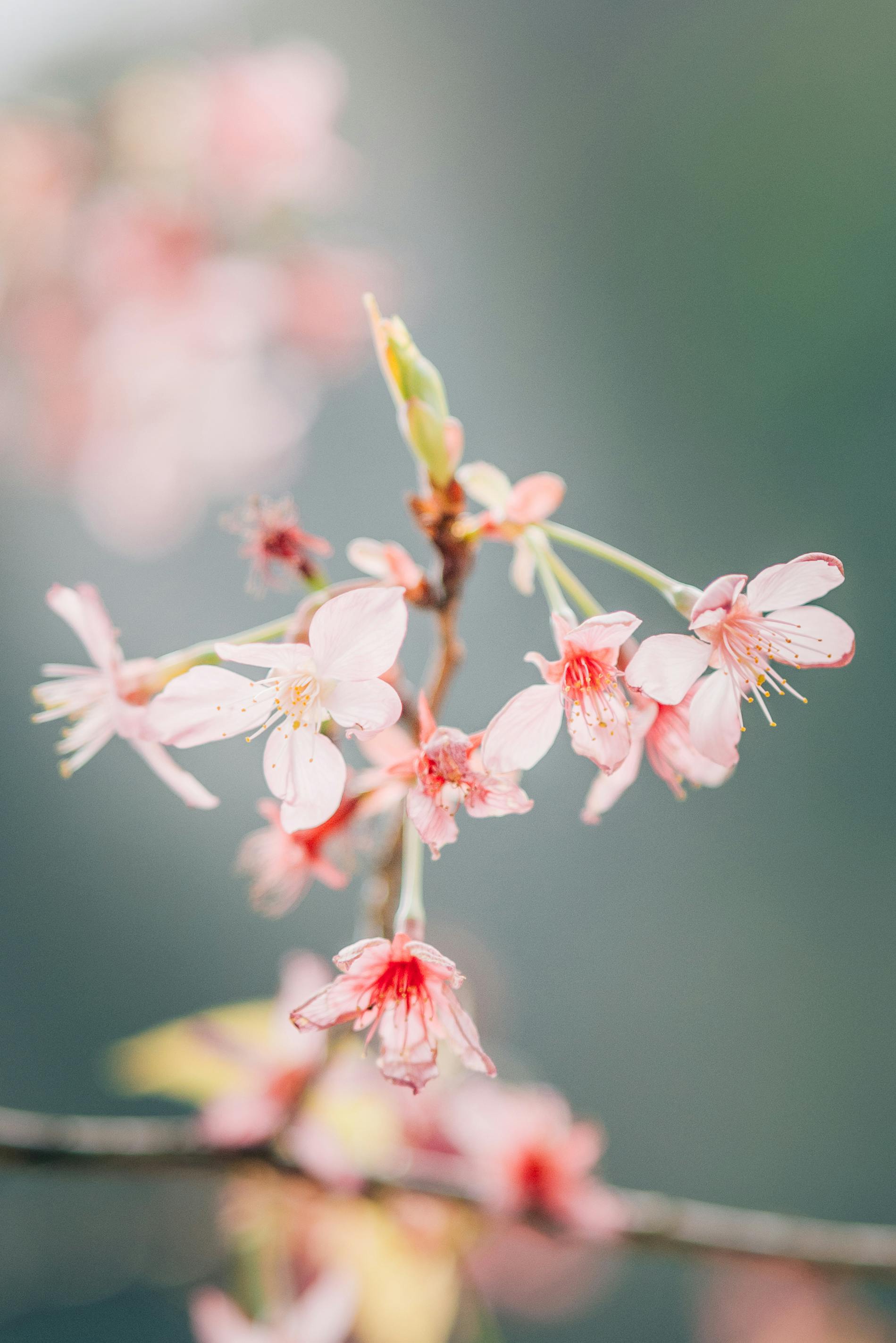 Beautiful close-up of delicate cherry blossoms with a soft focus background, capturing the essence of spring.