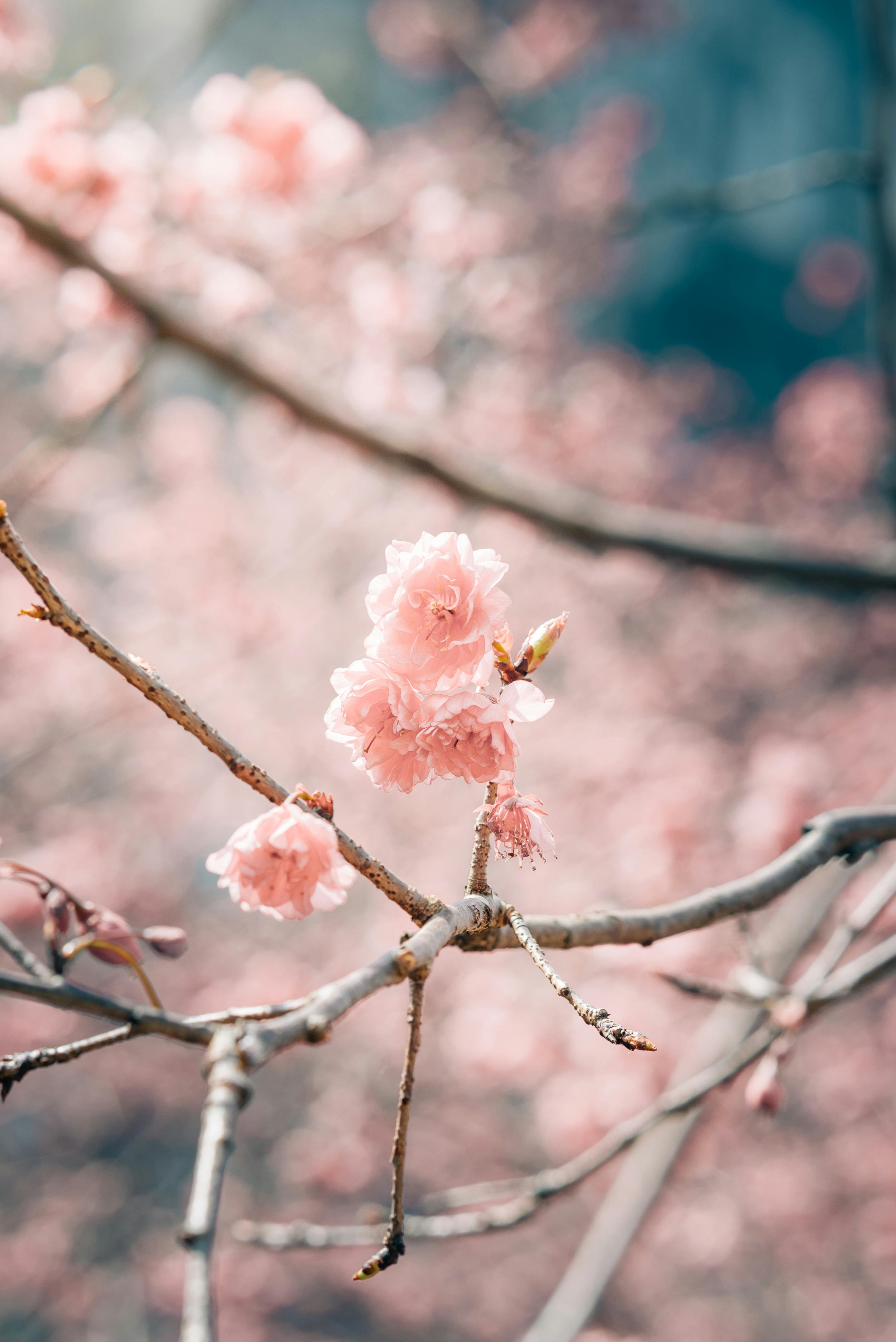 Delicate pink cherry blossoms on branches during springtime, showcasing natural beauty.