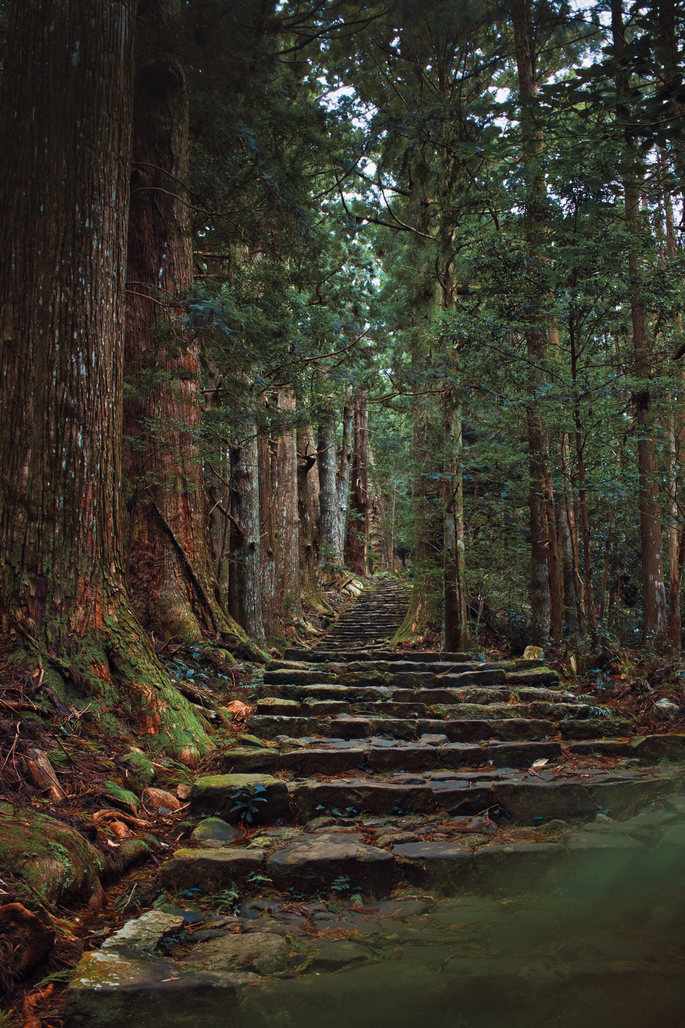 A moss-covered stone path through dense forest near Nachikatsuura, Japan