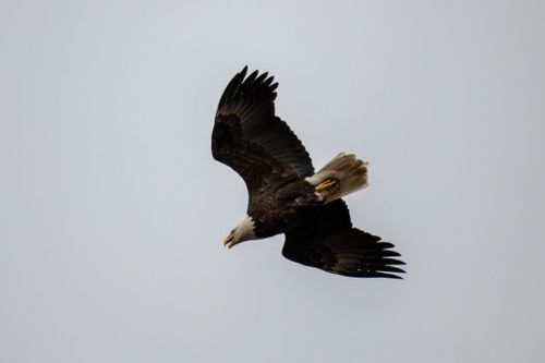 Free Majestic bald eagle soaring gracefully with wings spread against a clear sky. Stock Photo