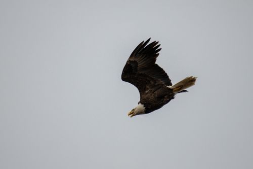 Free Majestic bald eagle flying high against a clear blue sky Stock Photo