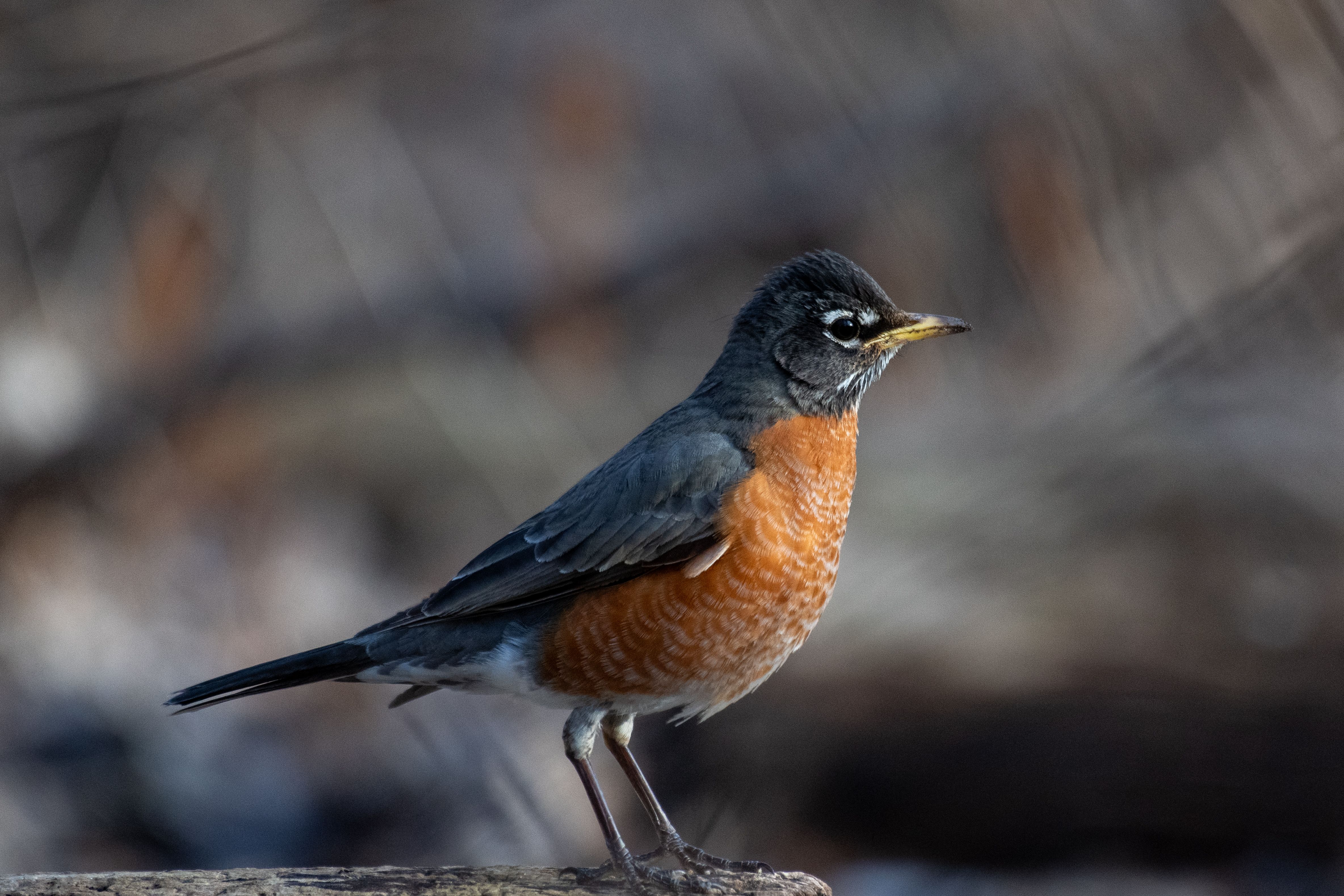 A detailed side view of an American robin perched outdoors, showcasing its distinctive orange breast.