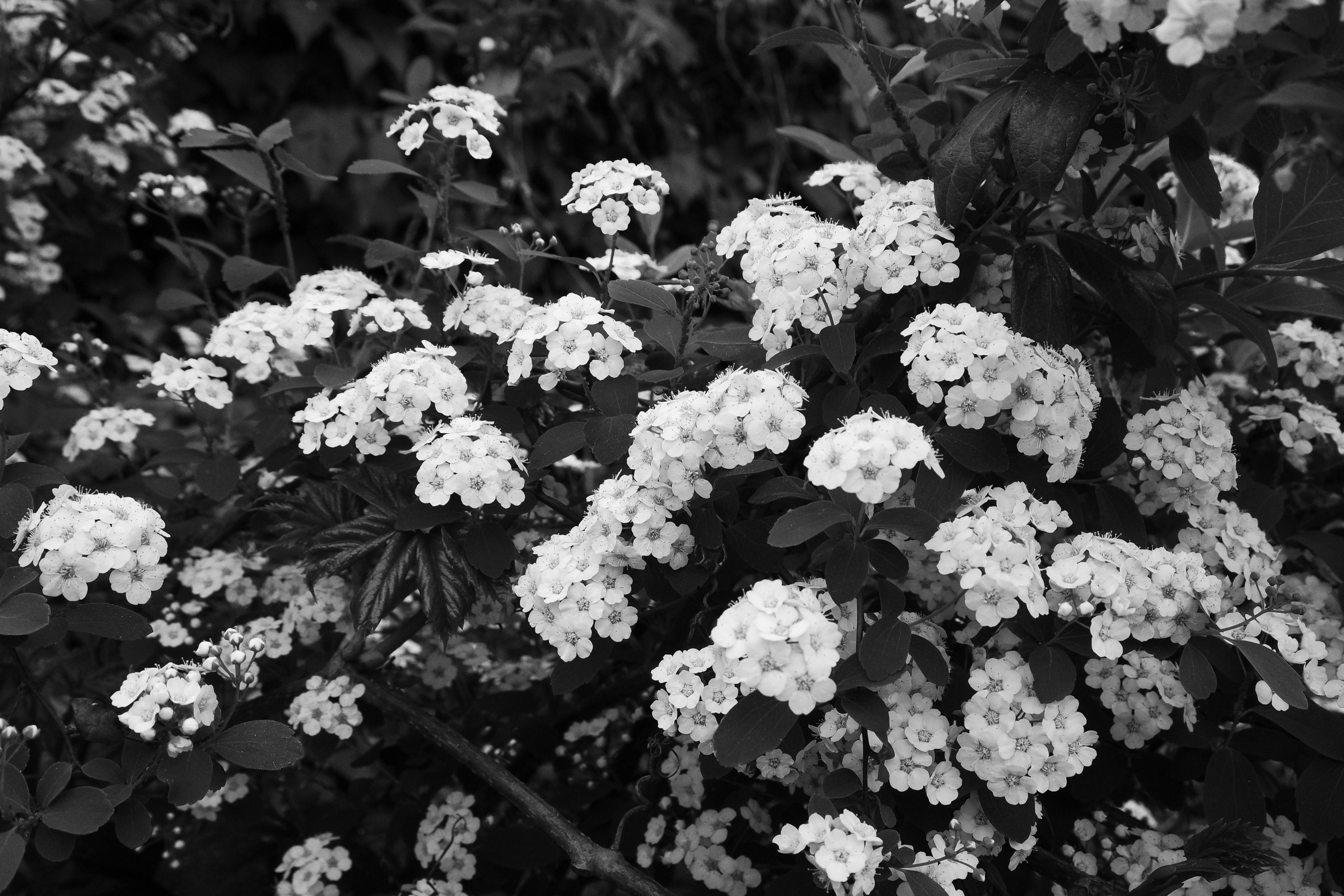Black and White Blooming Flowers in Spring · Free Stock Photo