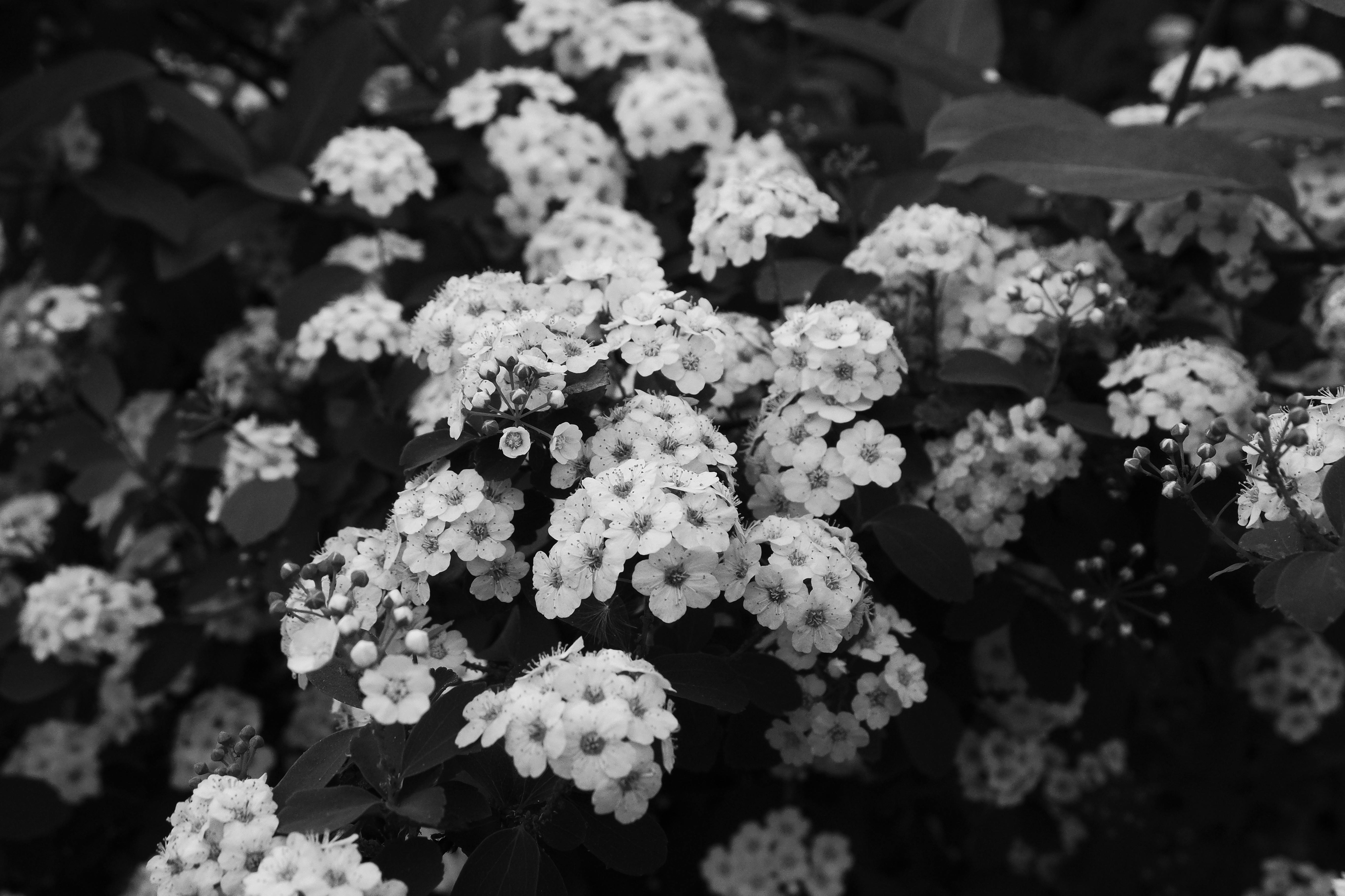 Black and White Blooming Spiraea Flowers · Free Stock Photo, image size:1125x750