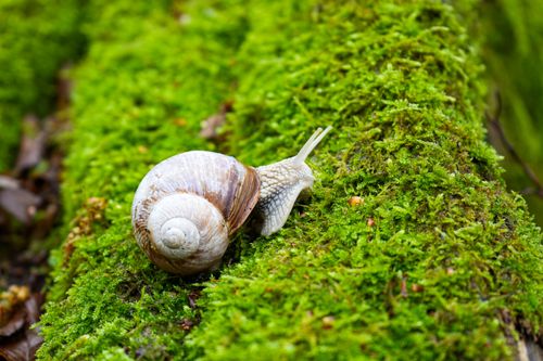 Free Close-up of a snail crawling on vibrant green moss in a forest environment. Stock Photo