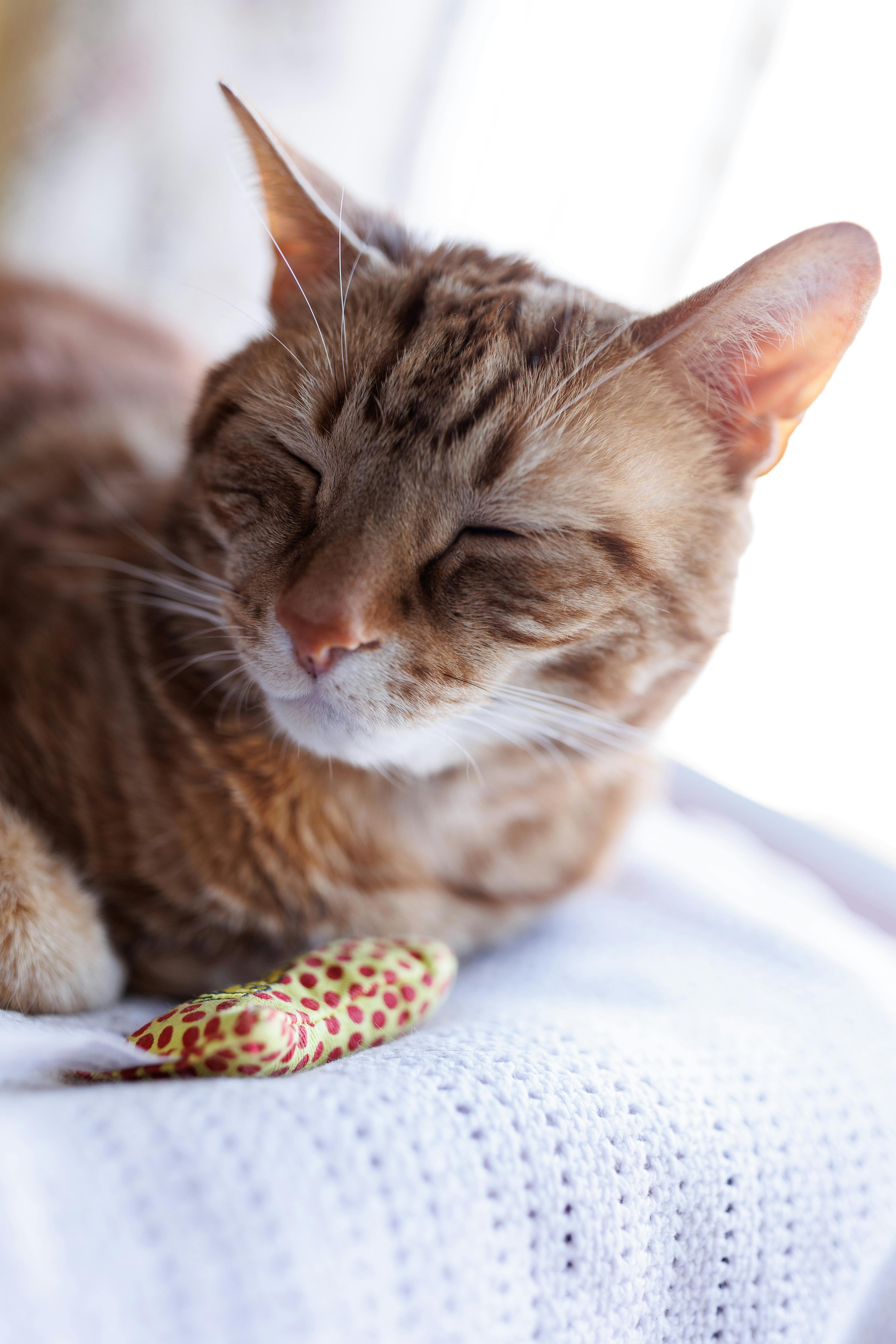 猫薄荷