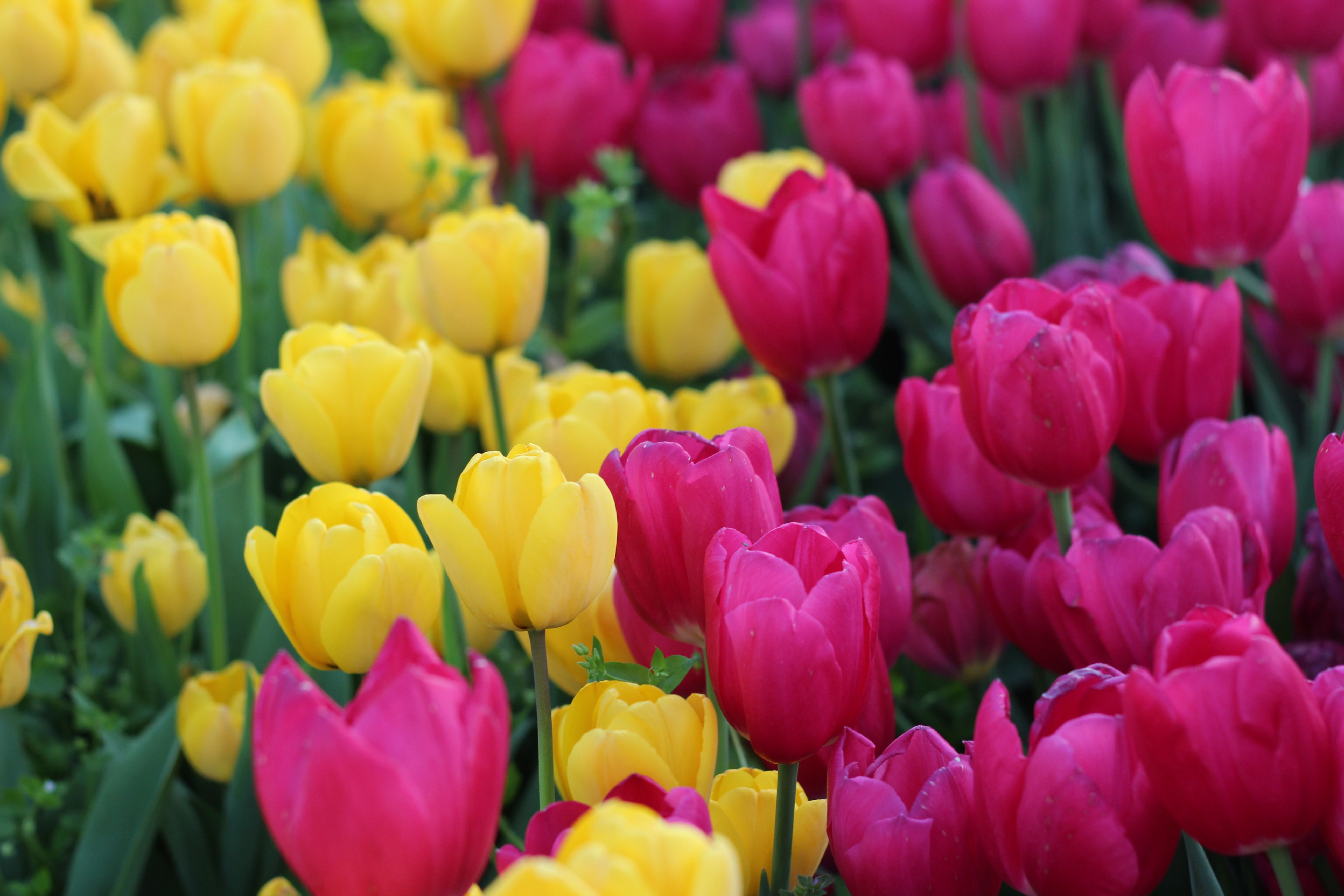 Gratis Una vivace esposizione di tulipani rossi e gialli che sbocciano in un giardino. Perfetto per contenuti a tema primaverile. Foto a disposizione