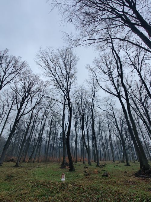 Free Tall, leafless trees in a foggy forest create a moody winter scene. Stock Photo