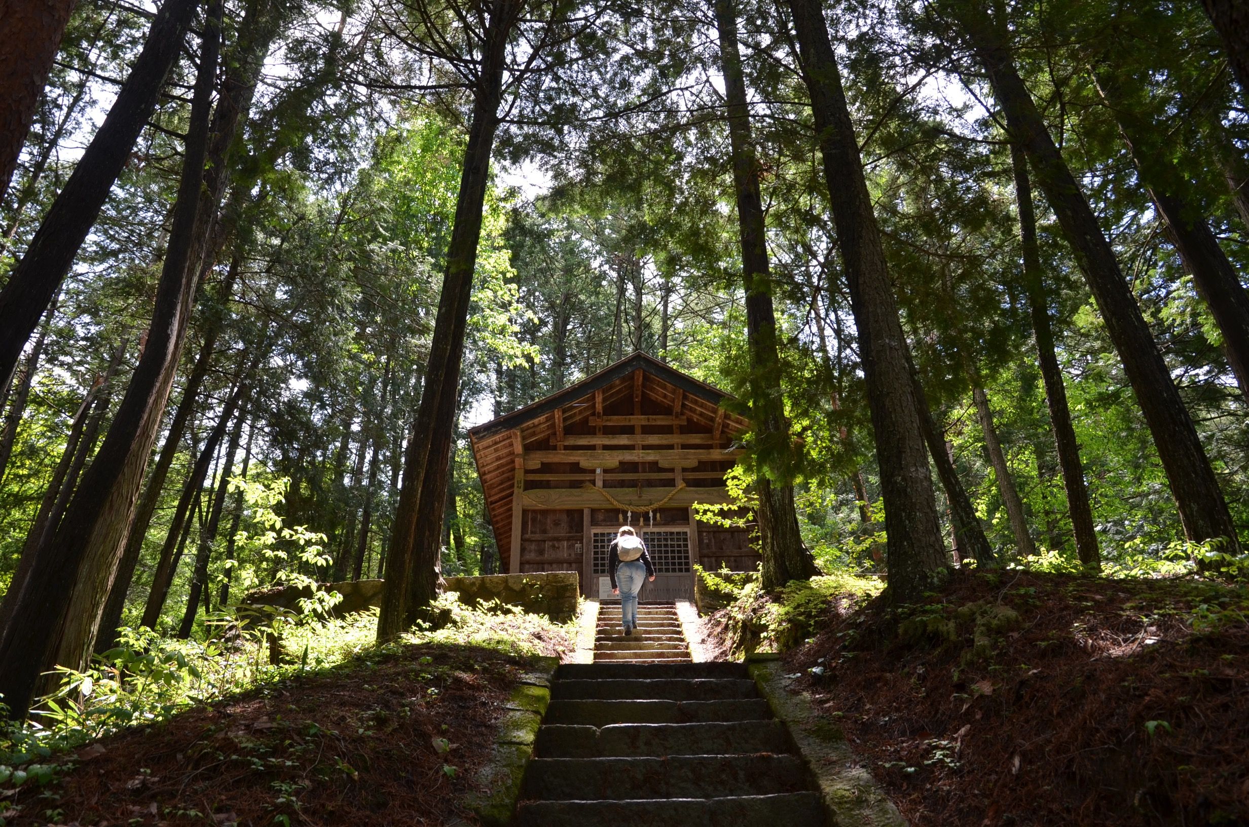 岐阜県高山市の緑豊かな森に囲まれた伝統的な日本の神社の静かな景色。