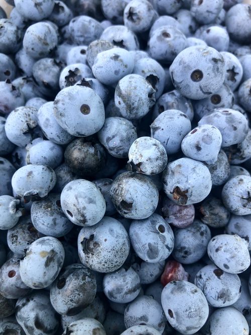 Free Close-up of fresh blueberries, showcasing their texture and natural beauty, ideal for organic food promotions. Stock Photo