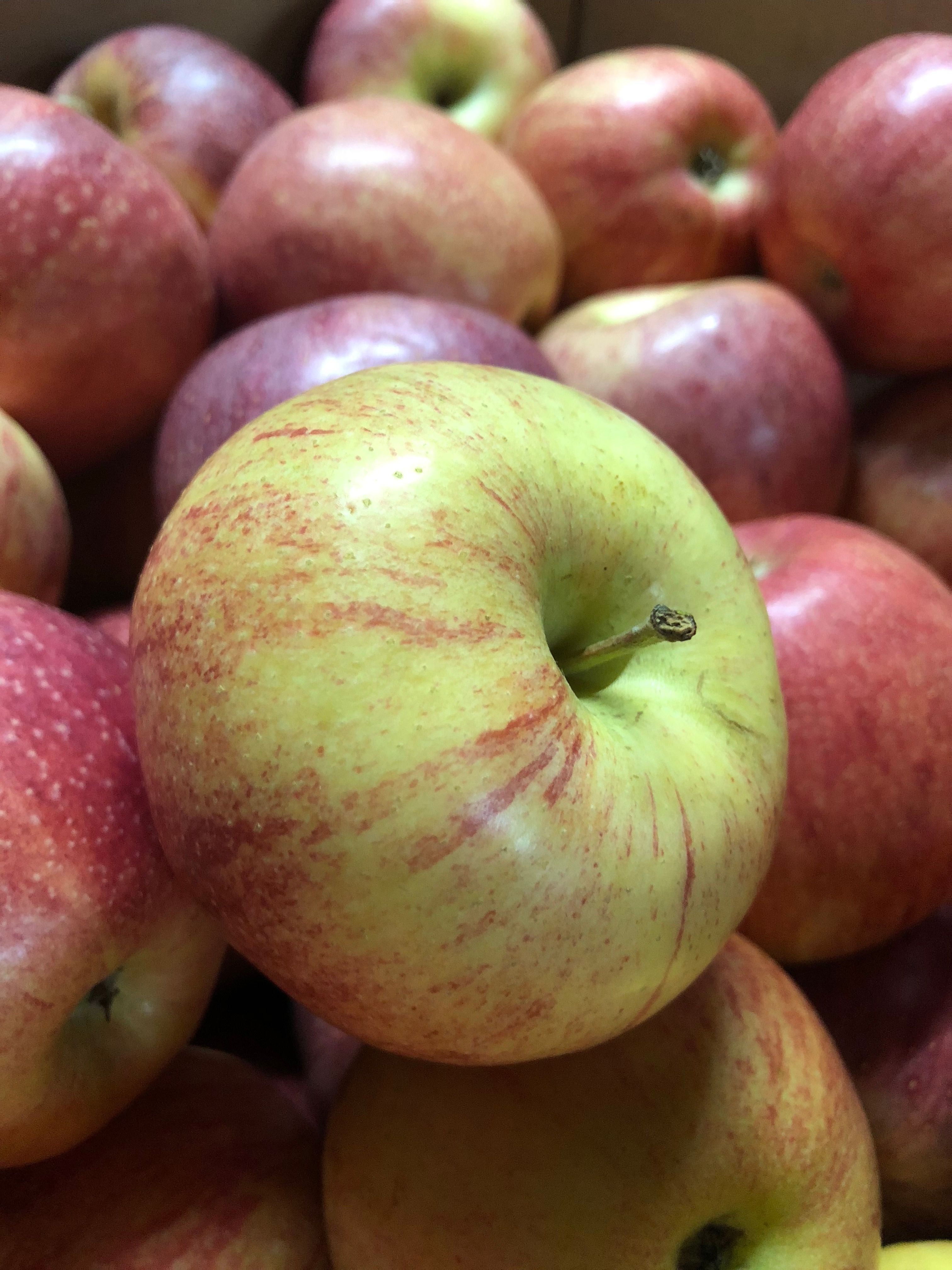 Detailed image of fresh red and green apples, showcasing textures and colors.