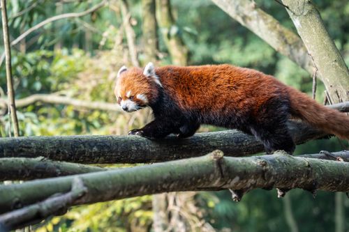 Free A red panda gracefully climbs tree branches in Chengdu, China, showcasing its vibrant fur and natural habitat. Stock Photo