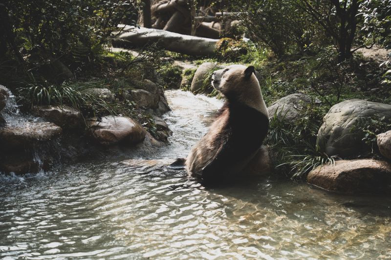 Chengdu Research Base of Giant Panda Breeding