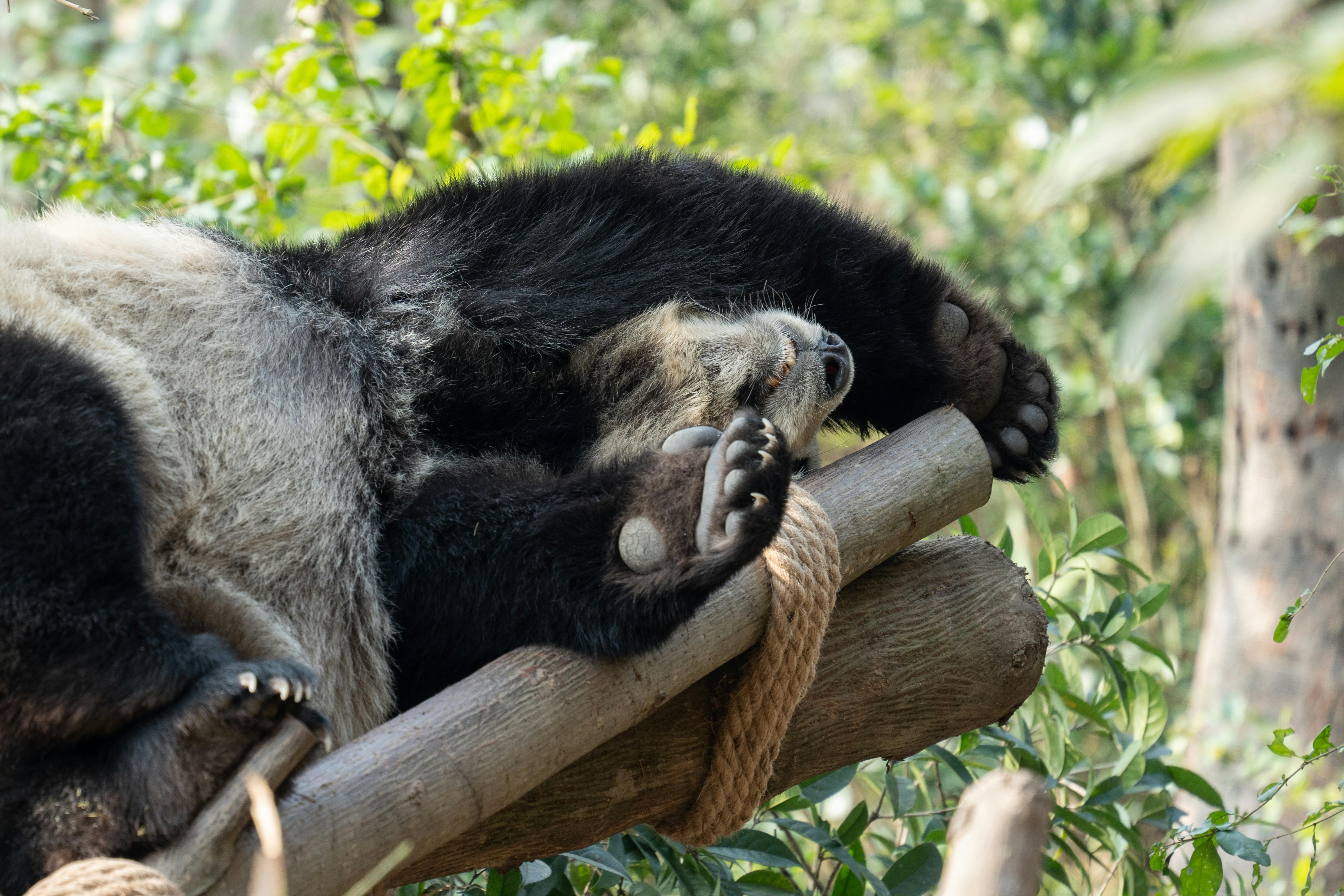 Sichuan Giant Panda Sanctuaries, China - travel photo